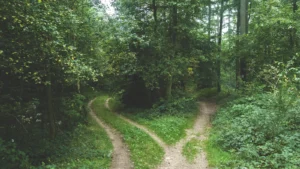 Camino que se bifurca en un bosque, diferencias entre violencia de género y doméstica
